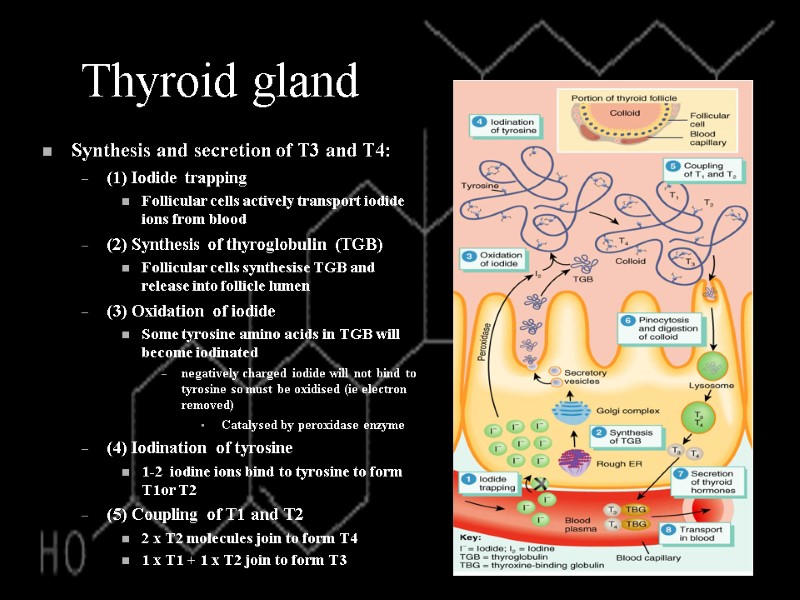 Thyroid gland Synthesis and secretion of T3 and T4: (1) Iodide trapping Follicular cells